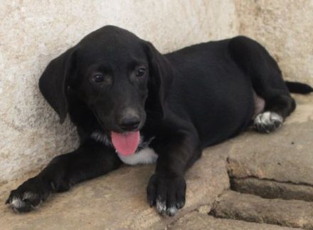 Smokey, geb. 08.06.2026, lebt in GRIECHENLAND, auf einer privaten Pflegestelle