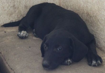 Smokey, geb. 08.06.2026, lebt in GRIECHENLAND, auf einer privaten Pflegestelle