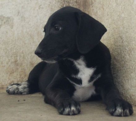 Smokey, geb. 08.06.2026, lebt in GRIECHENLAND, auf einer privaten Pflegestelle