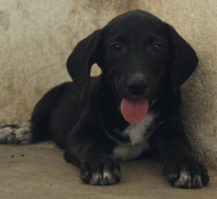 Smokey, geb. 08.06.2026, lebt in GRIECHENLAND, auf einer privaten Pflegestelle