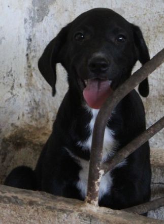 Smokey, geb. 08.06.2026, lebt in GRIECHENLAND, auf einer privaten Pflegestelle