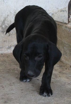 Smokey, geb. 08.06.2026, lebt in GRIECHENLAND, auf einer privaten Pflegestelle