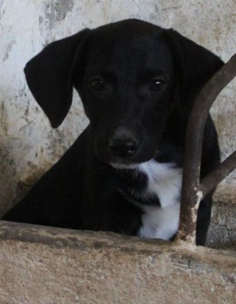 Smokey, geb. 08.06.2026, lebt in GRIECHENLAND, auf einer privaten Pflegestelle