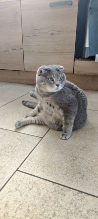 Mia Sucht neues Zuhause