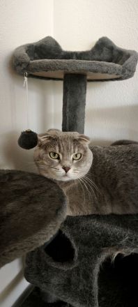 Mia Sucht neues Zuhause