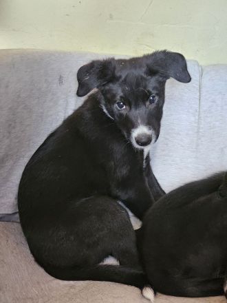 Border Collie x Berner Sennenhund Welpen suchen ihre Menschen