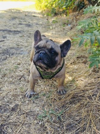 Französische Bulldogge Dolar