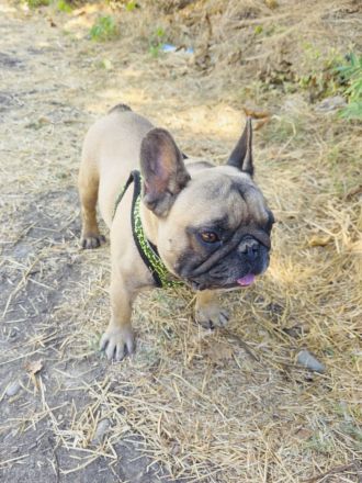 Französische Bulldogge Dolar