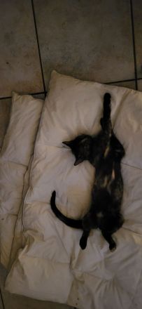 Bombay - Europäisch Kurzhaar Tortie / Tuxedo