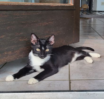 Bombay - Europäisch Kurzhaar Tortie / Tuxedo