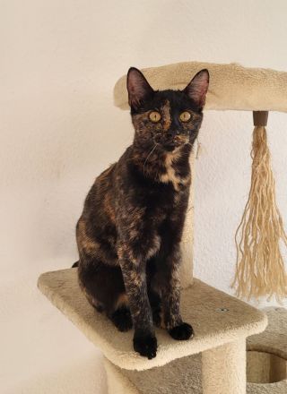 Bombay - Europäisch Kurzhaar Tortie / Tuxedo