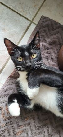 Bombay - Europäisch Kurzhaar Tortie / Tuxedo