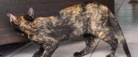 Bombay - Europäisch Kurzhaar Tortie / Tuxedo