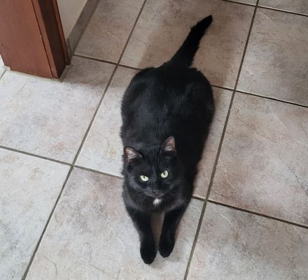Bombay - Europäisch Kurzhaar Tortie / Tuxedo