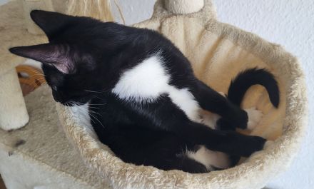 Bombay - Europäisch Kurzhaar Tortie / Tuxedo