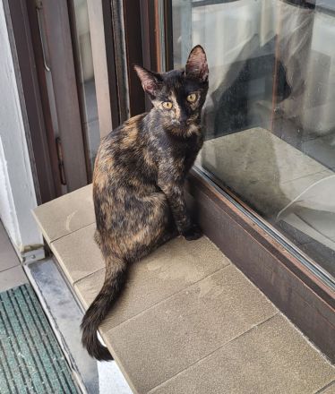 Bombay - Europäisch Kurzhaar Tortie / Tuxedo