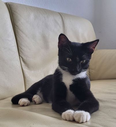 Bombay - Europäisch Kurzhaar Tortie / Tuxedo