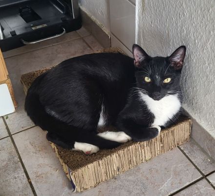 Bombay - Europäisch Kurzhaar Tortie / Tuxedo