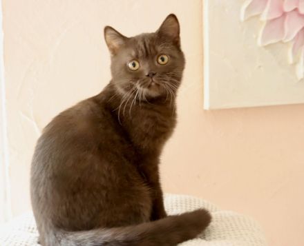 BKH Kitten in Chocolate und Cinnamon