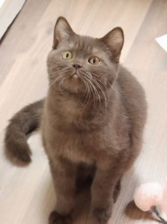 BKH Kitten in Chocolate und Cinnamon