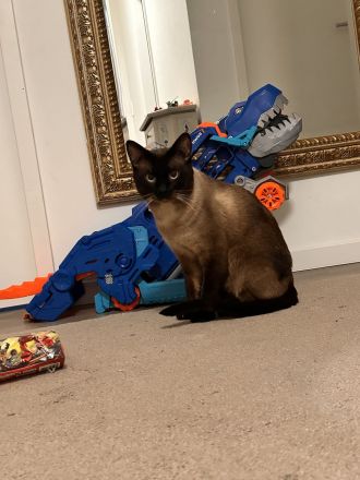 Siam Deckkater