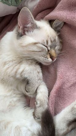 Ragdoll-Bengal-mix Kitten suchen Für-Immer-Zuhause
