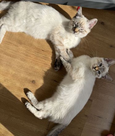 Ragdoll-Bengal-mix Kitten suchen Für-Immer-Zuhause