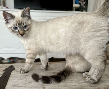 Ragdoll-Bengal-mix Kitten suchen Für-Immer-Zuhause