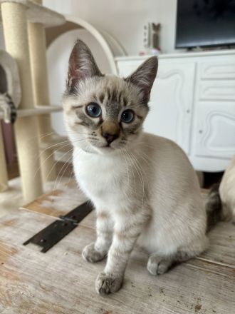 Ragdoll-Bengal-mix Kitten suchen Für-Immer-Zuhause
