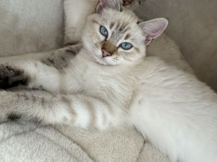 Ragdoll-Bengal-mix Kitten suchen Für-Immer-Zuhause
