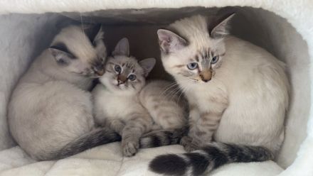 Ragdoll-Bengal-mix Kitten suchen Für-Immer-Zuhause