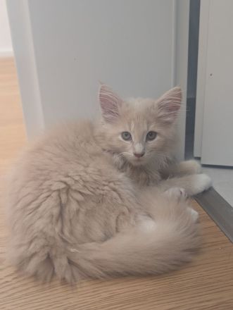 3x Maine Coon Kitten Creme weiblich