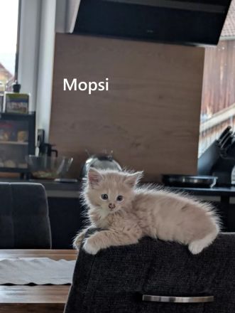 Maine Coon Kitten Creme