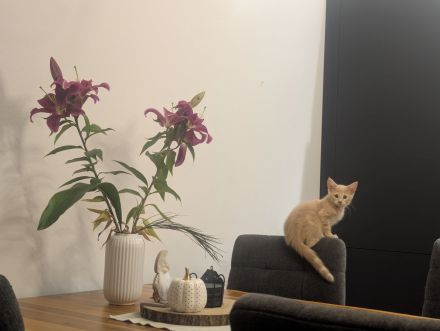 3x Maine Coon Kitten Creme weiblich