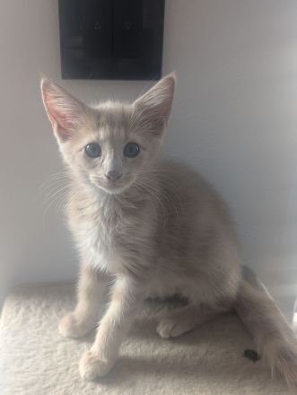 3x Maine Coon Kitten Creme weiblich