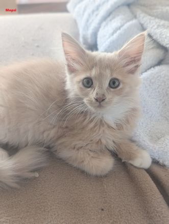 3x Maine Coon Kitten Creme weiblich