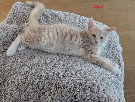 3x Maine Coon Kitten Creme weiblich