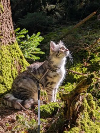 Maine Coon Kitten Creme