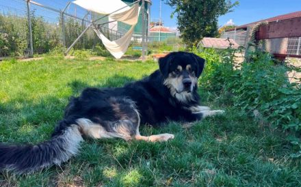 Taro - vom Familienhund zum Shelterhund