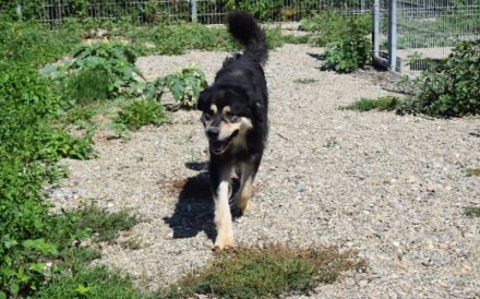 Taro - vom Familienhund zum Shelterhund