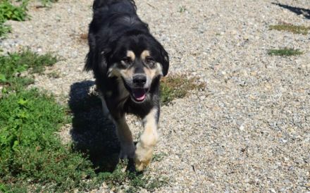 Taro - vom Familienhund zum Shelterhund