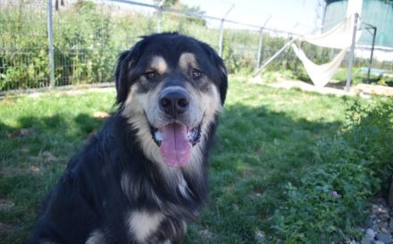 Taro - vom Familienhund zum Shelterhund