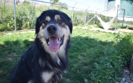 Taro - vom Familienhund zum Shelterhund
