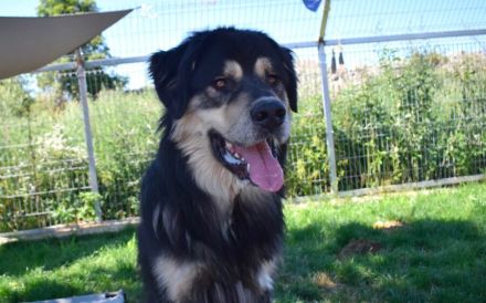 Taro - vom Familienhund zum Shelterhund