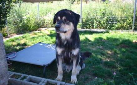 Taro - vom Familienhund zum Shelterhund