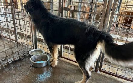 Taro - vom Familienhund zum Shelterhund
