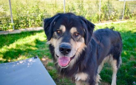 Taro - vom Familienhund zum Shelterhund