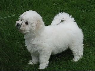 Zuckersüße Bichon Frise Welpen