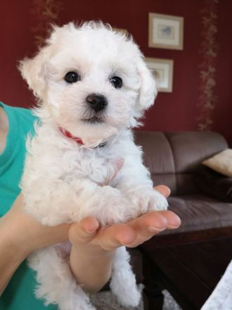 Zuckersüße Bichon Frise Welpen
