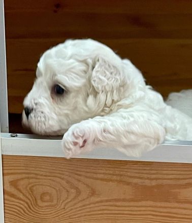 Zuckersüße Bichon Frise Welpen